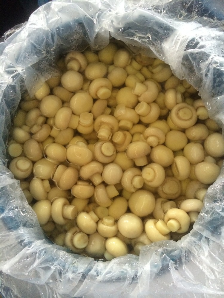 Bulk mushrooms packed in drums