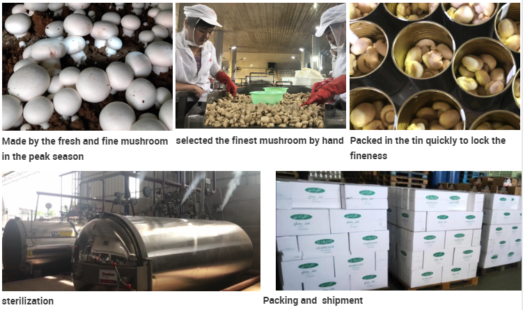 FreshRun Factory Production Line